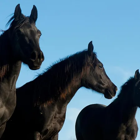 住宿加早餐酒店 Les Deux Abbesses En Vert | La Grande Maison 3*